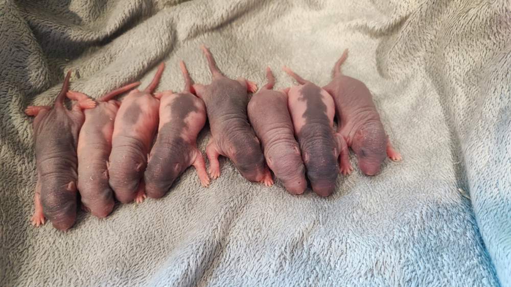 Fancy rat Pet only Rattus norvegicus 