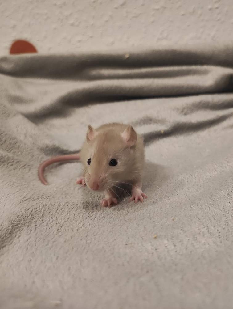 Fancy rat Pet only Rattus norvegicus 