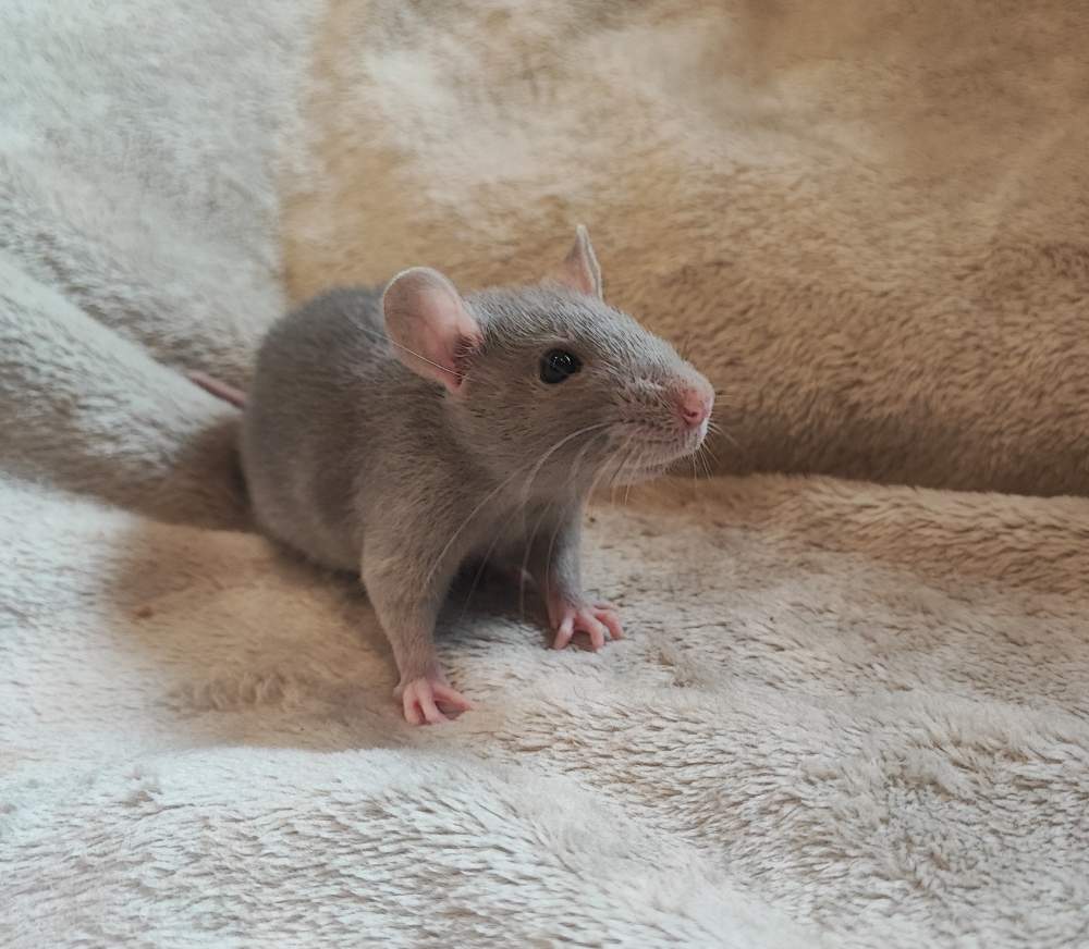 Fancy rat Breeder Rattus norvegicus 