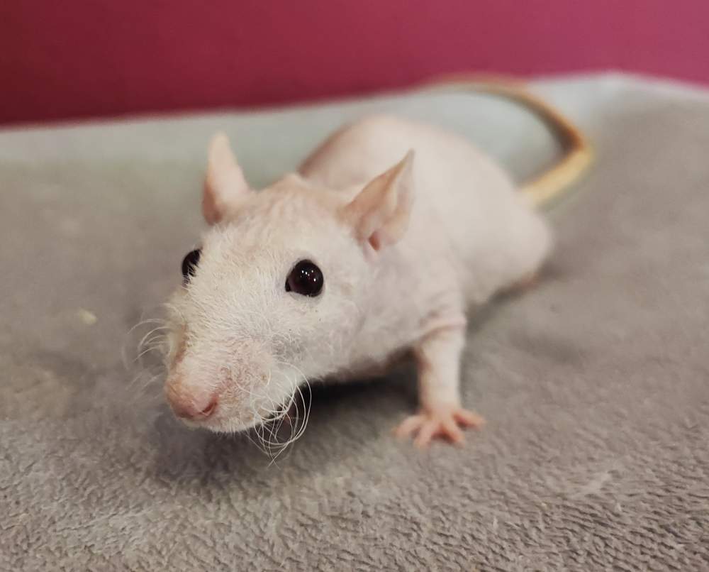 Fancy rat Pet only Rattus norvegicus 