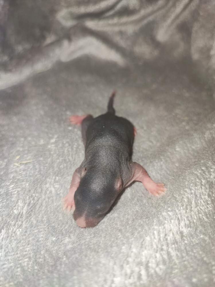 Fancy rat Pet only Rattus norvegicus 