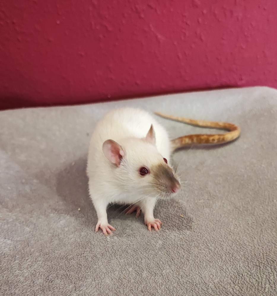 Fancy rat Breeder Rattus norvegicus 