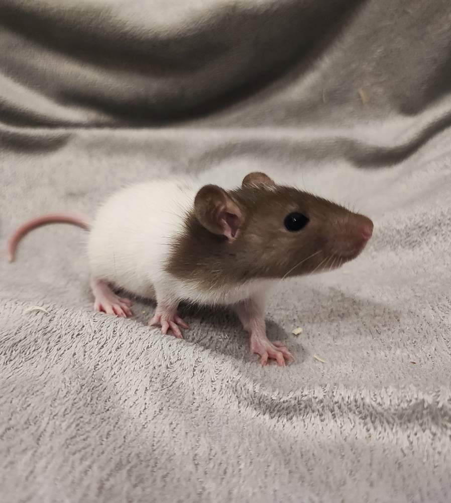 Fancy rat Breeder Rattus norvegicus 