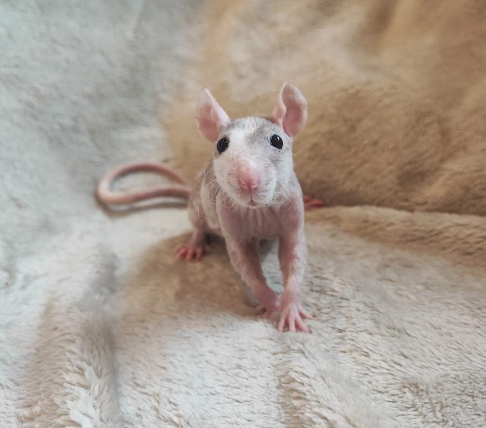 Fancy rat Breeder Rattus norvegicus 