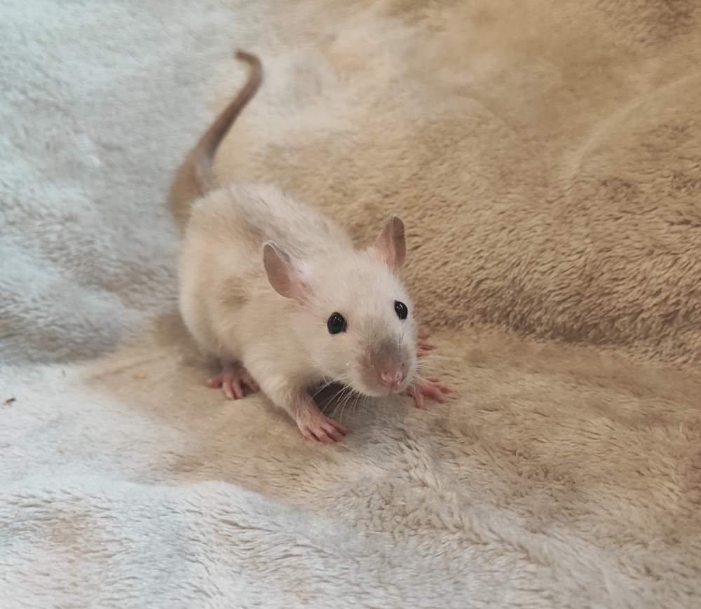 Fancy rat Breeder Rattus norvegicus 