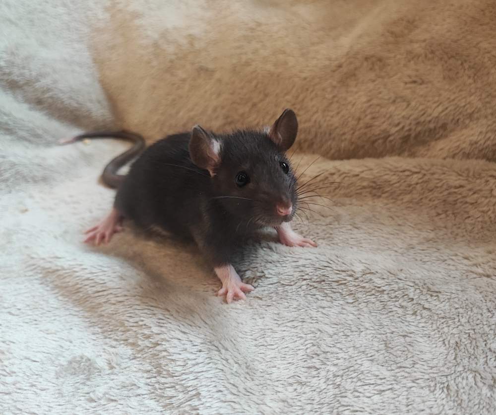 Fancy rat Breeder Rattus norvegicus 