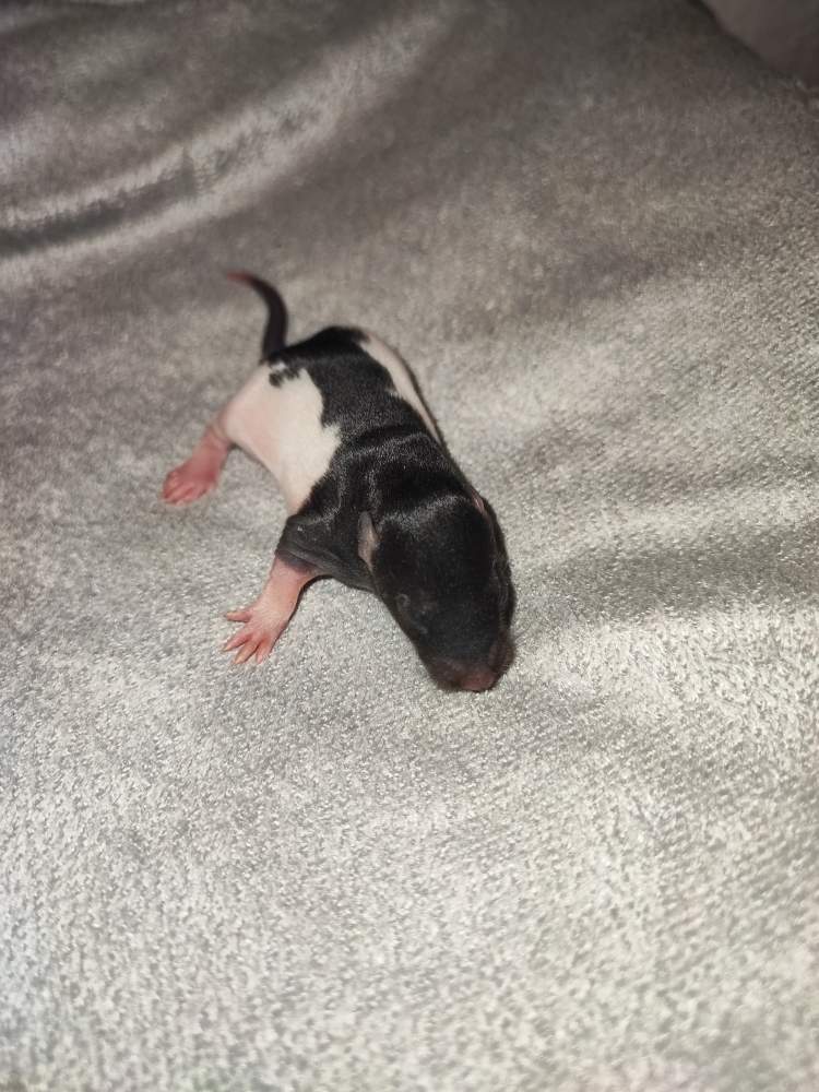 Fancy rat Pet only Rattus norvegicus 