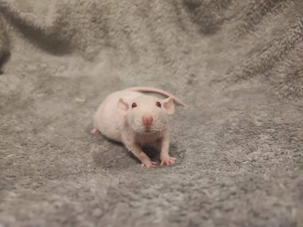 Fancy rat Rehomed Rattus norvegicus 