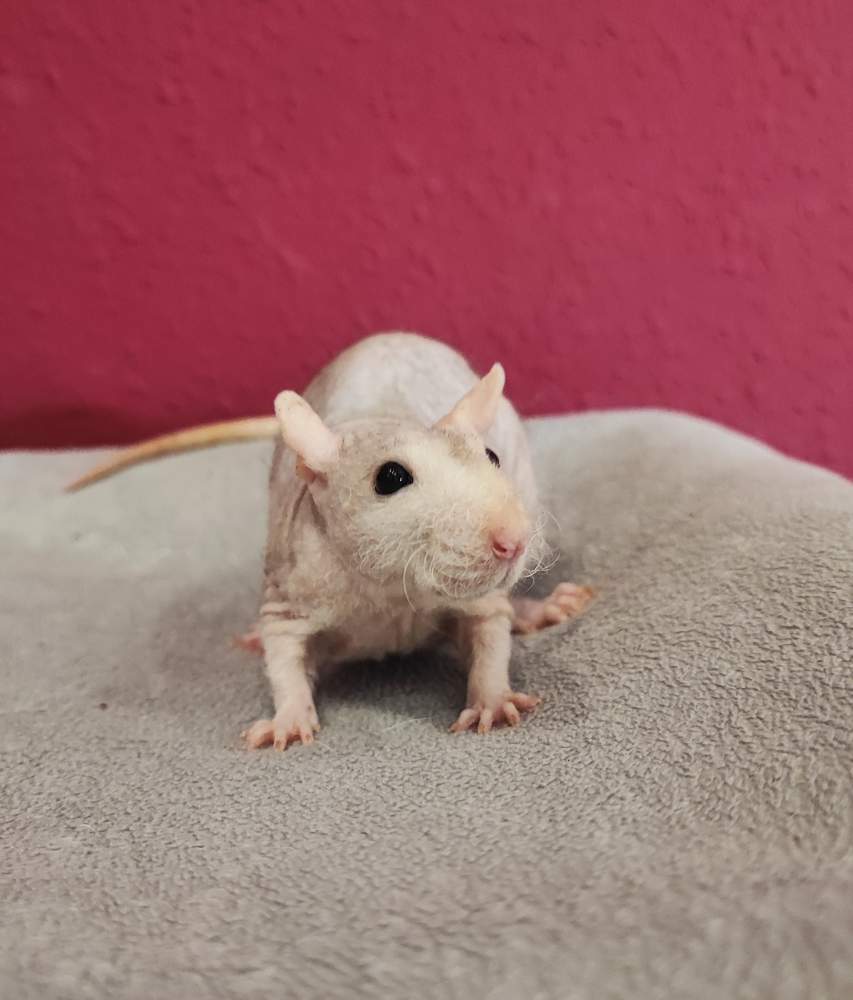 Fancy rat Breeder Rattus norvegicus 