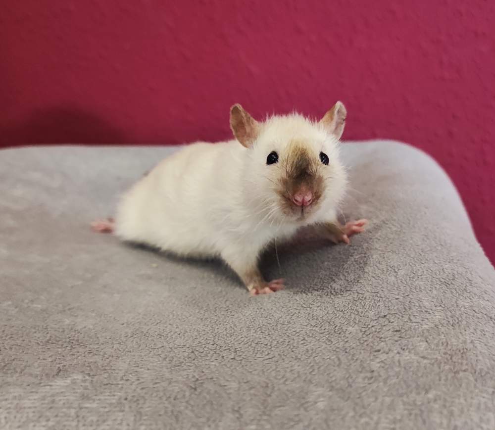 Fancy rat Breeder Rattus norvegicus 