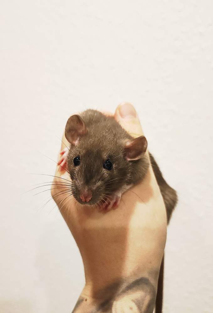 Fancy rat Breeder Rattus norvegicus 