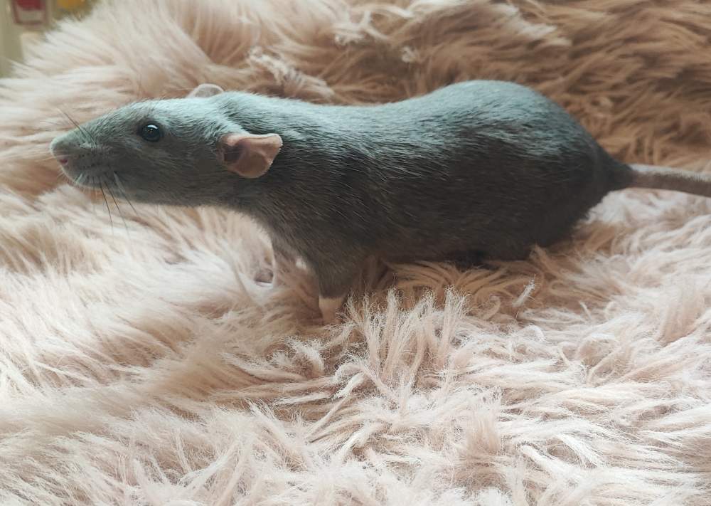 Fancy rat Breeder Rattus norvegicus 