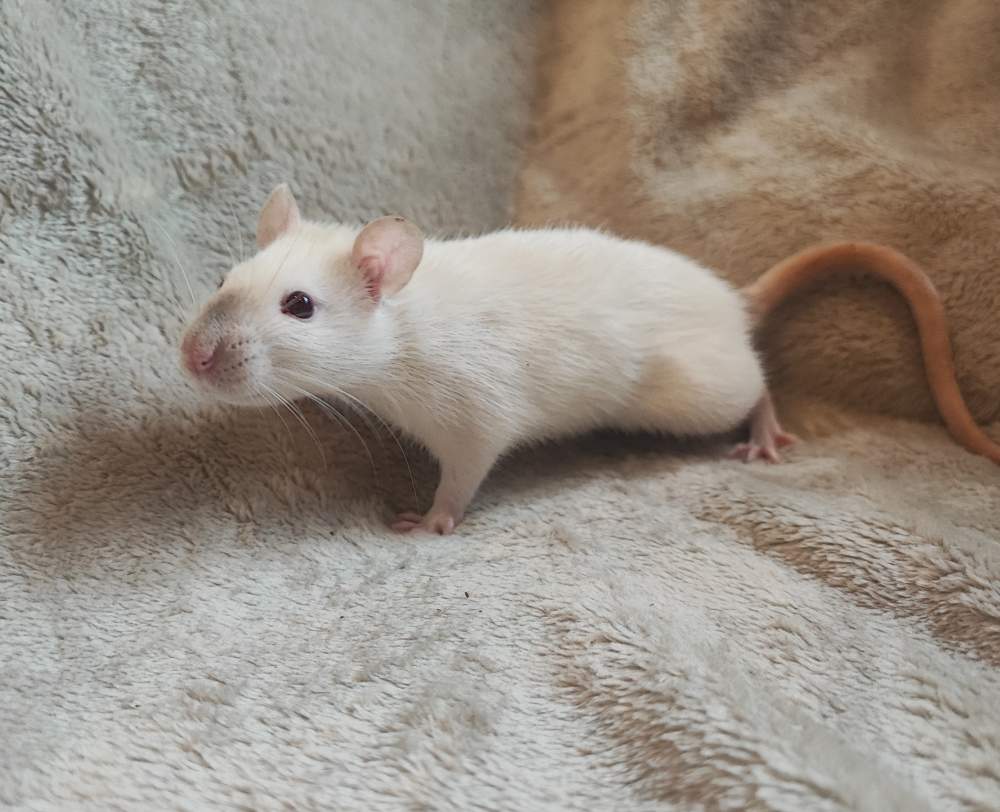 Fancy rat Breeder Rattus norvegicus 