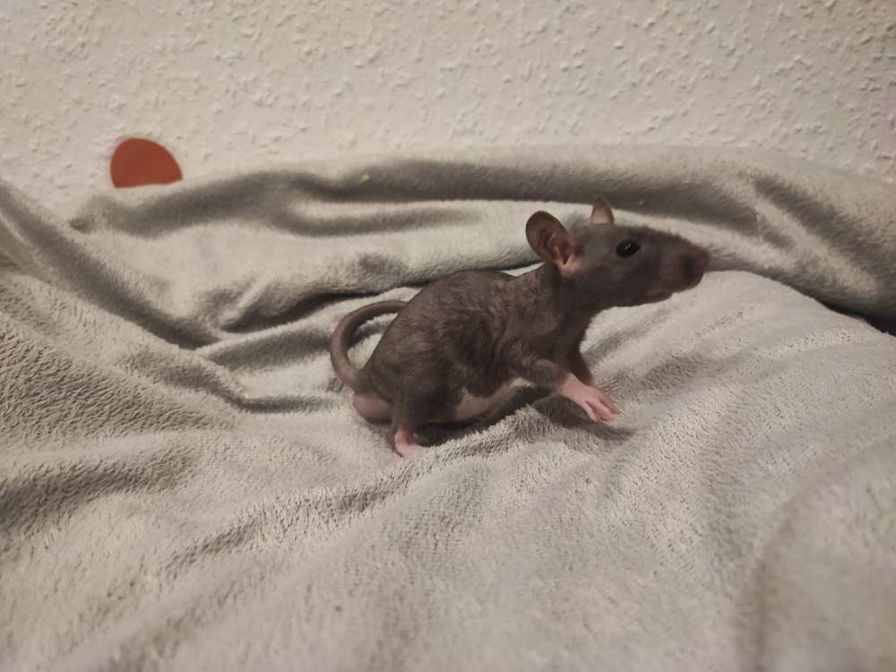 Fancy rat Rehomed Rattus norvegicus 