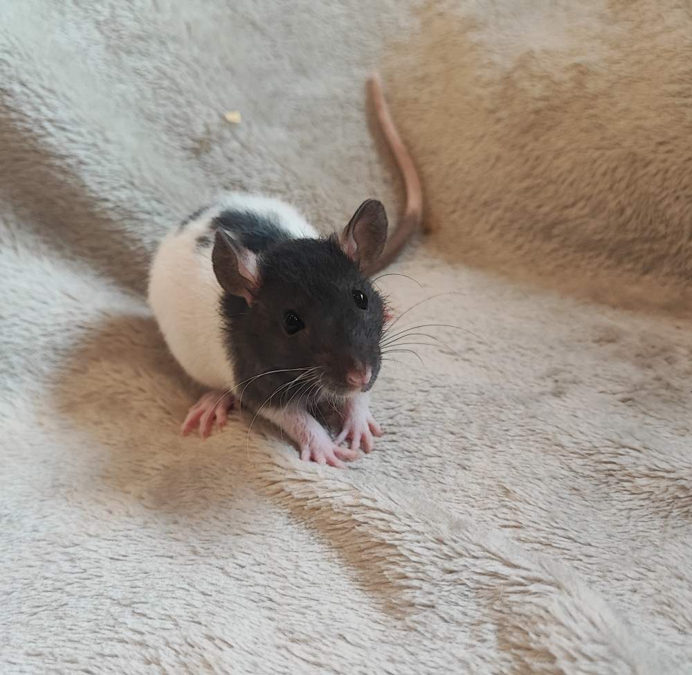 Fancy rat Breeder Rattus norvegicus 