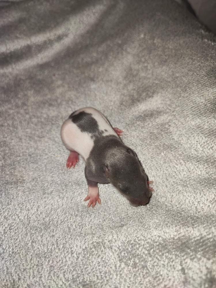 Fancy rat Pet only Rattus norvegicus 