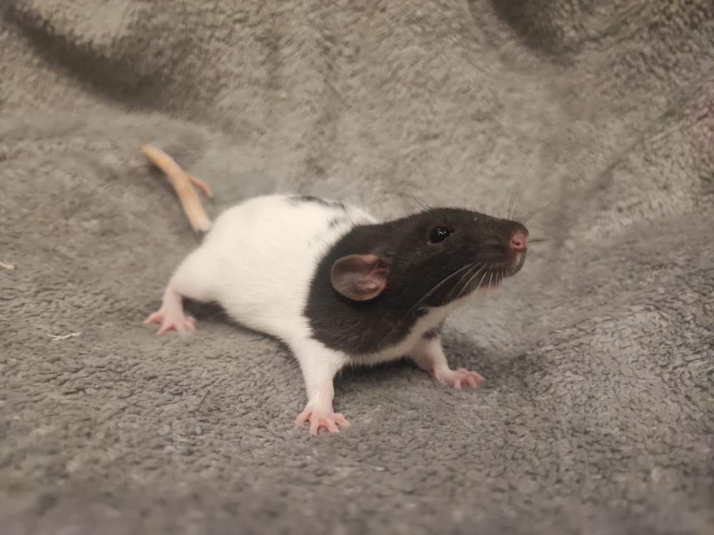 Fancy rat Rehomed Rattus norvegicus 