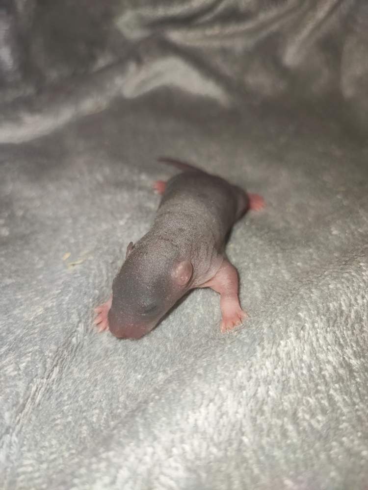 Fancy rat Pet only Rattus norvegicus 