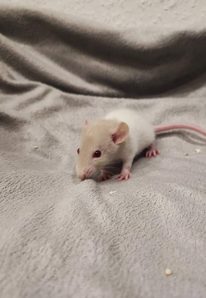 Fancy rat Pet only Rattus norvegicus 