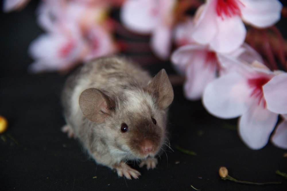 Fancy mouse Owned by other Mus musculus 