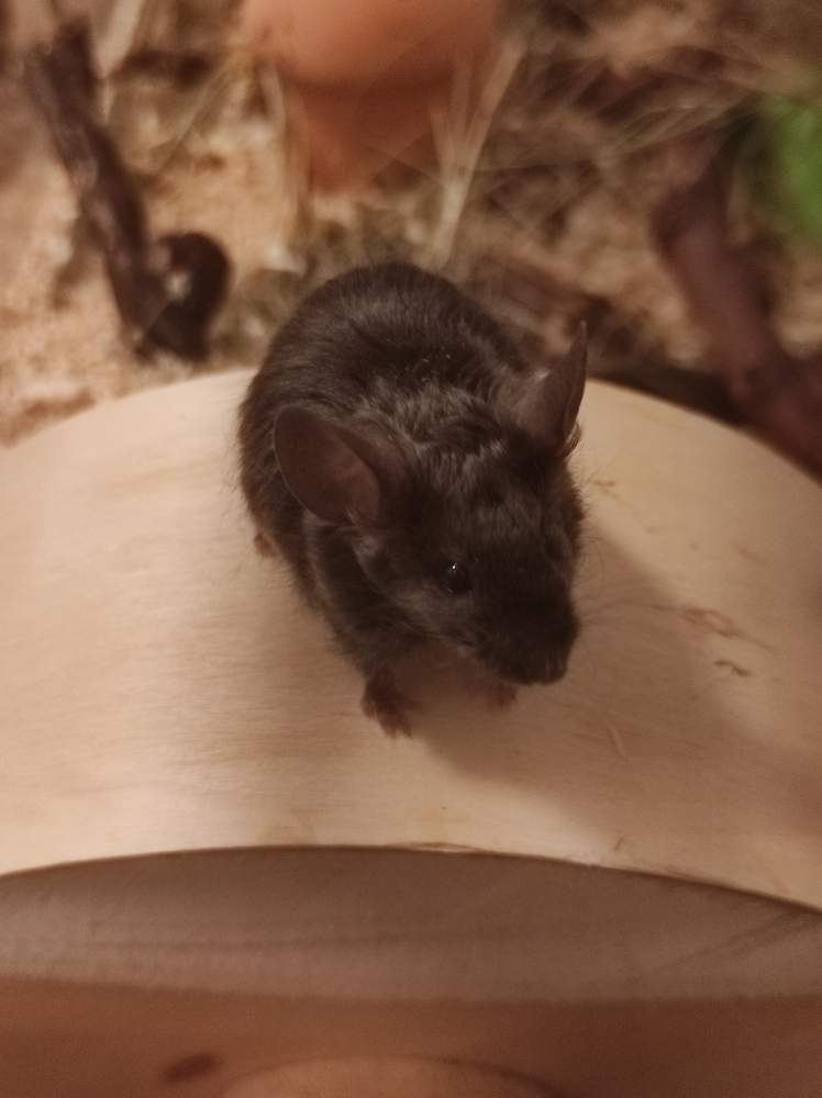 Fancy mouse Pet only Mus musculus 