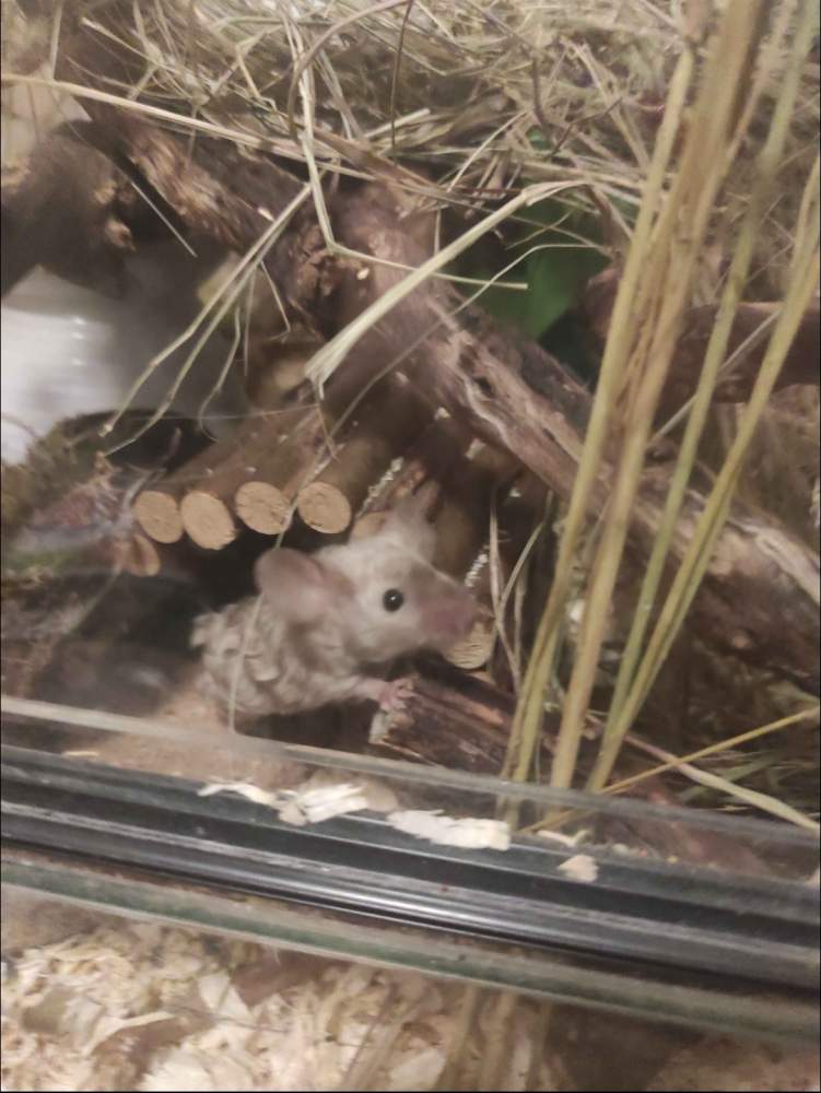 Fancy mouse Pet only Mus musculus 