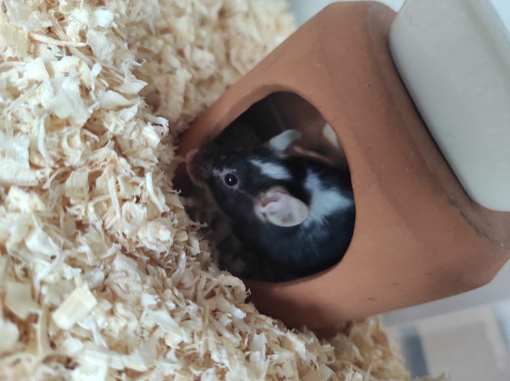 Fancy mouse Pet only Mus musculus 