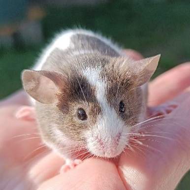 Fancy mouse Deceased Mus musculus 