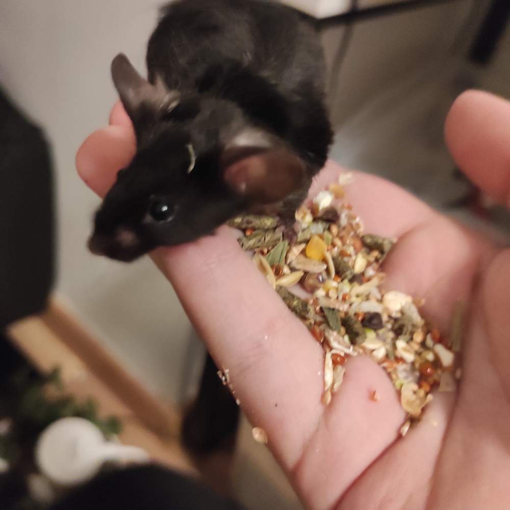 Fancy mouse Pet only Mus musculus 