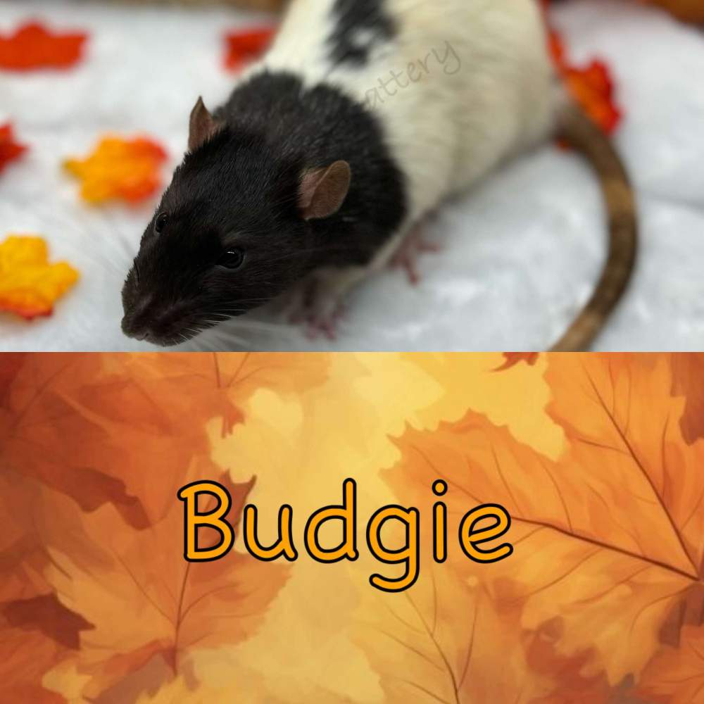 Fancy rat Retired Rattus norvegicus 