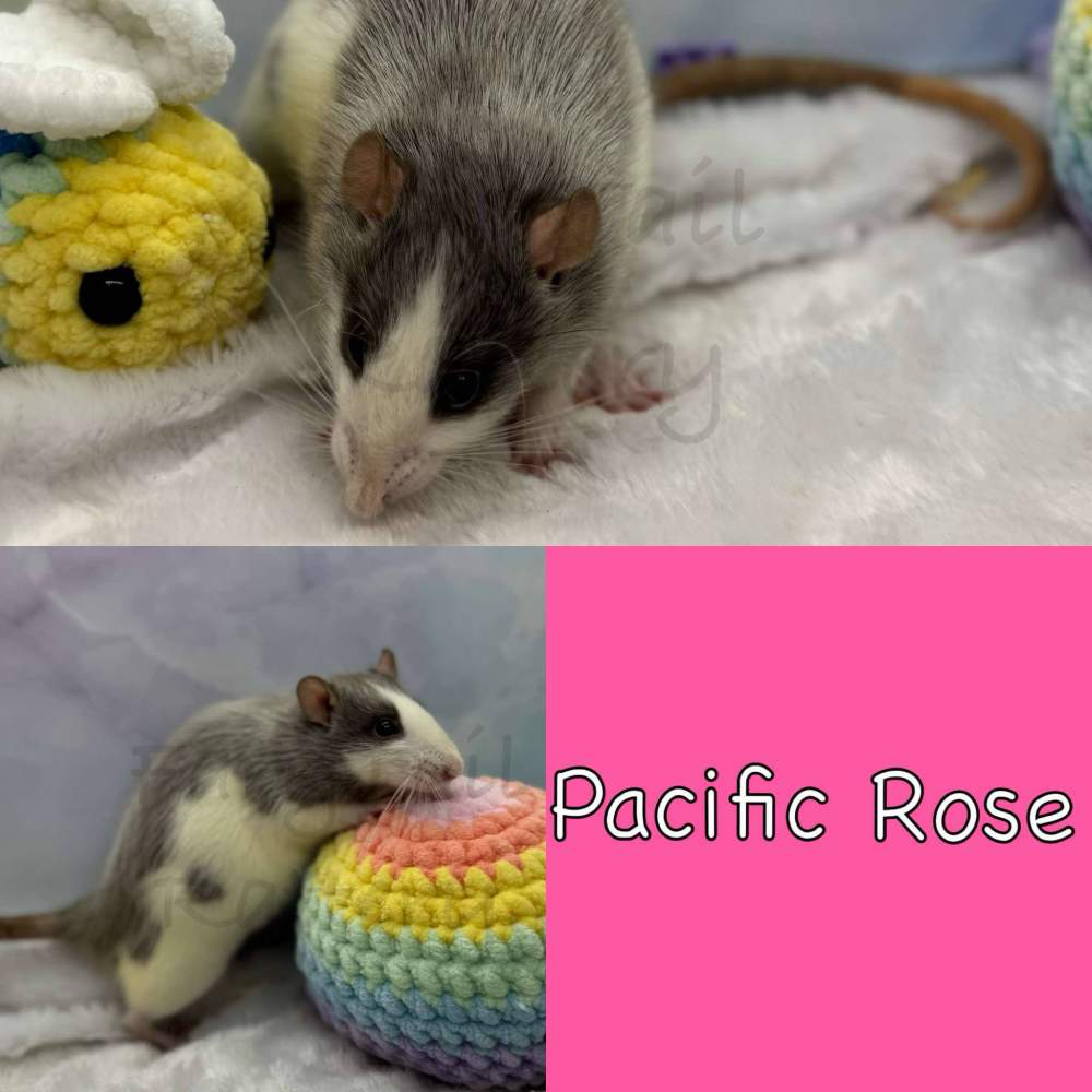 Fancy rat Breeder Rattus norvegicus 