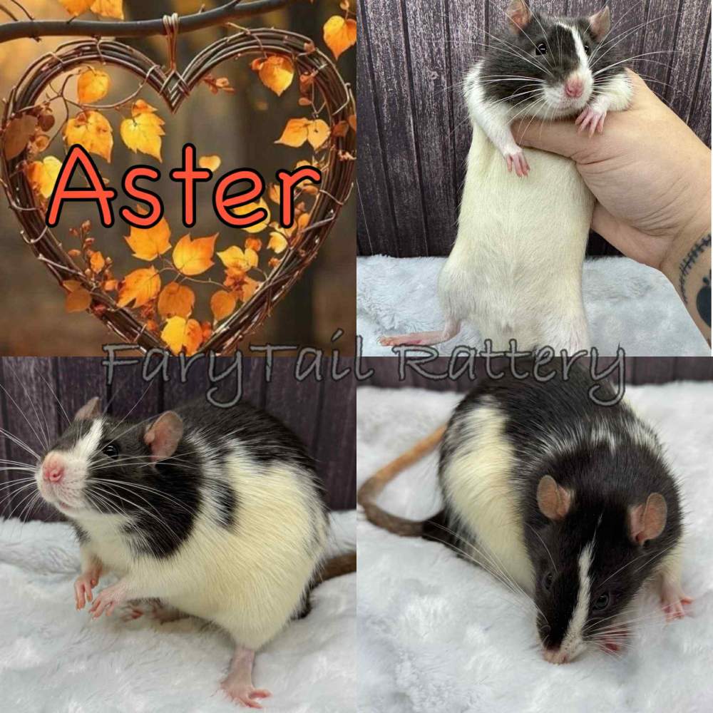 Fancy rat Breeder Rattus norvegicus 