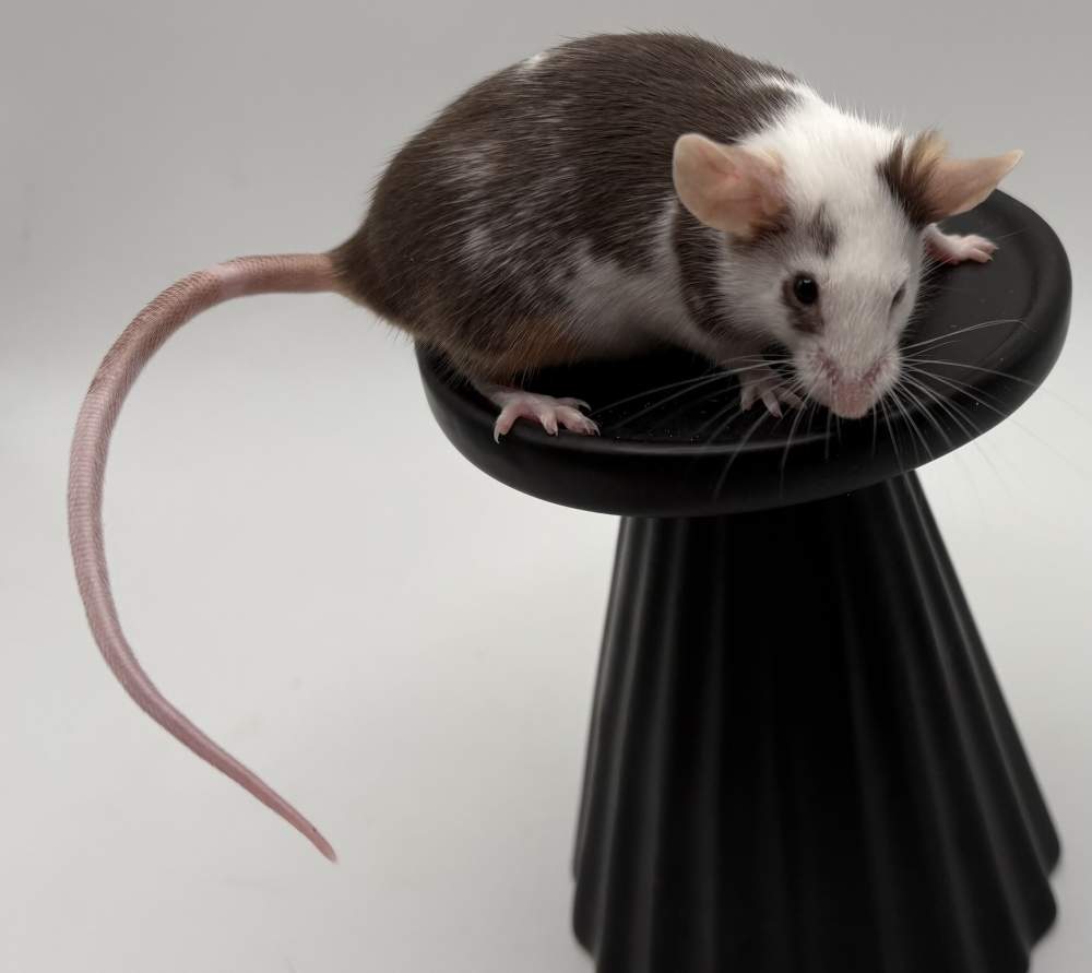 Fancy mouse Breeder Mus musculus 