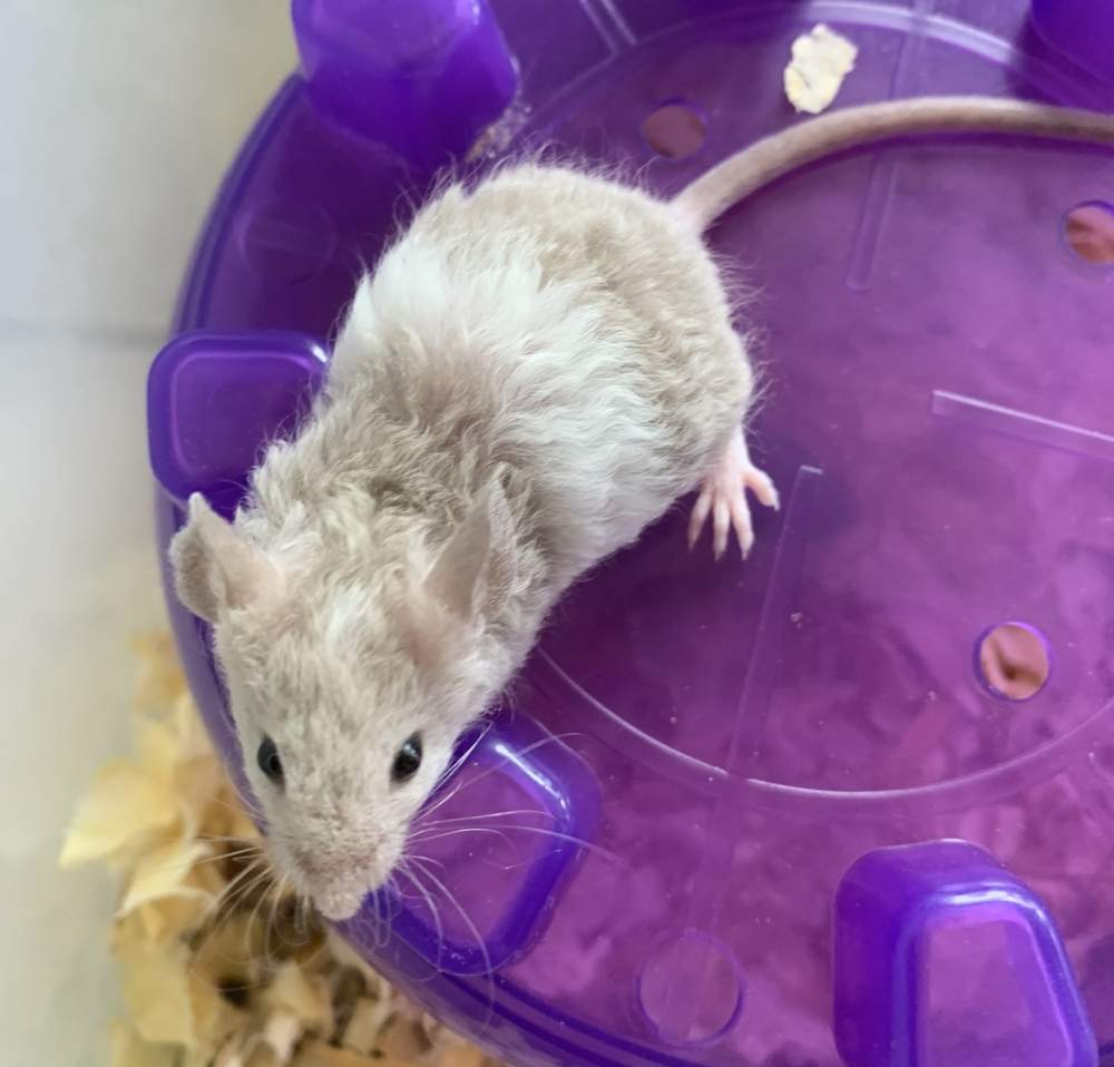 Fancy mouse Pet only Mus musculus 