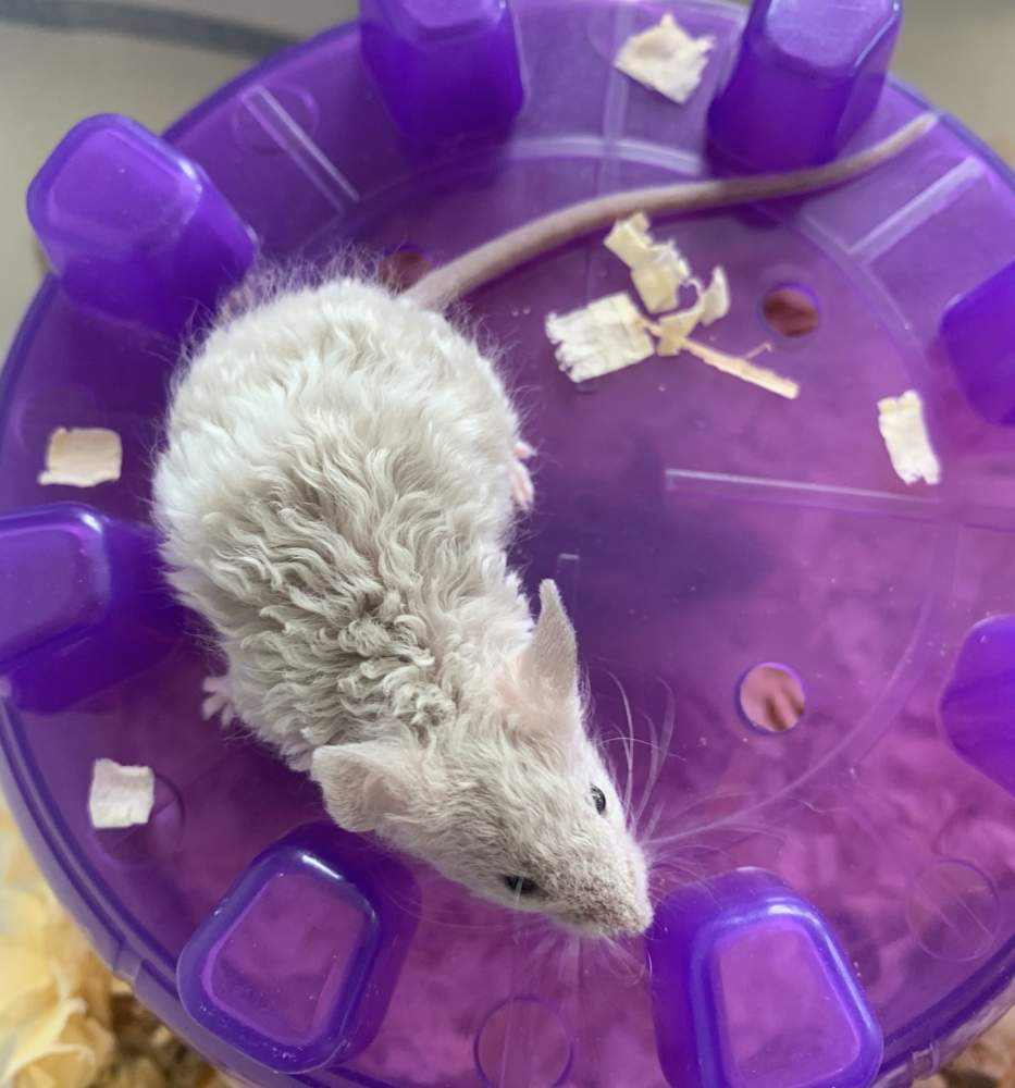 Fancy mouse Pet only Mus musculus 