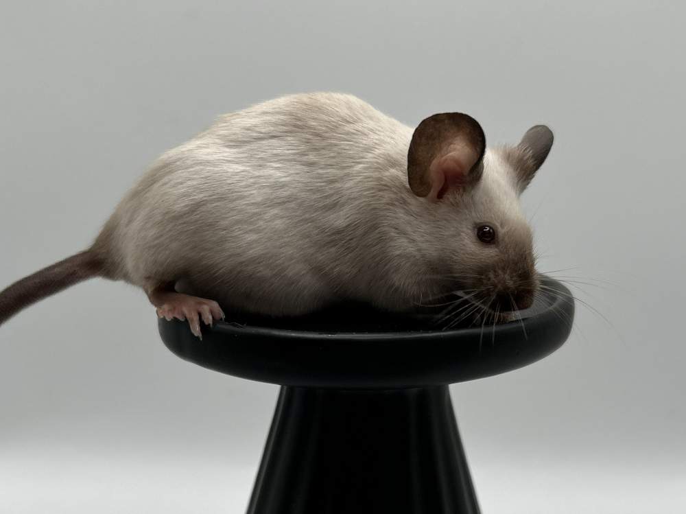 Fancy mouse Show animal Mus musculus 