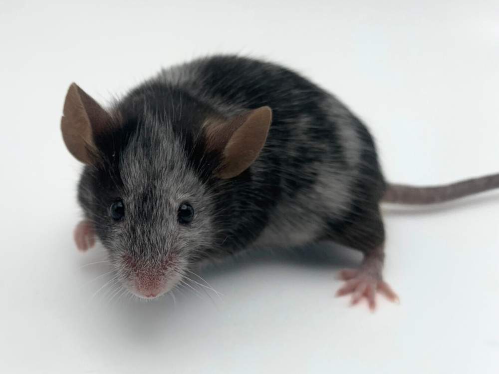 Fancy mouse Breeder Mus musculus 