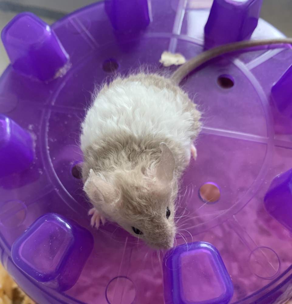 Fancy mouse Pet only Mus musculus 