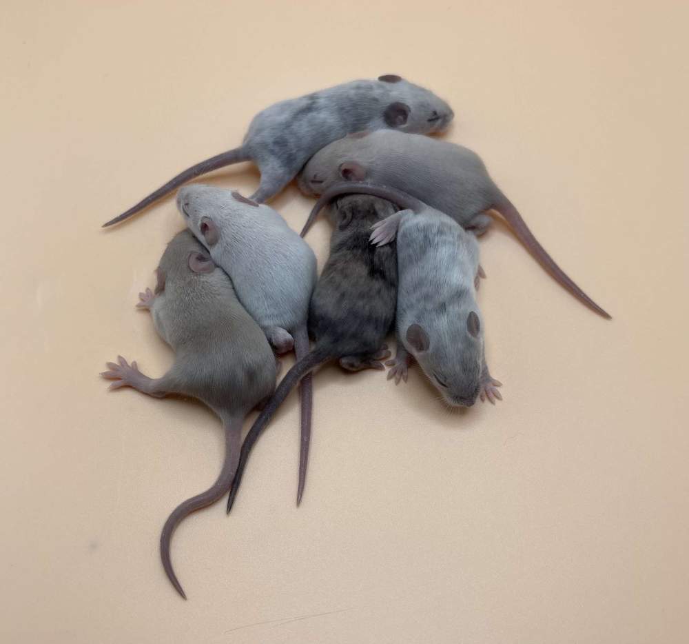 Fancy mouse Pet only Mus musculus 
