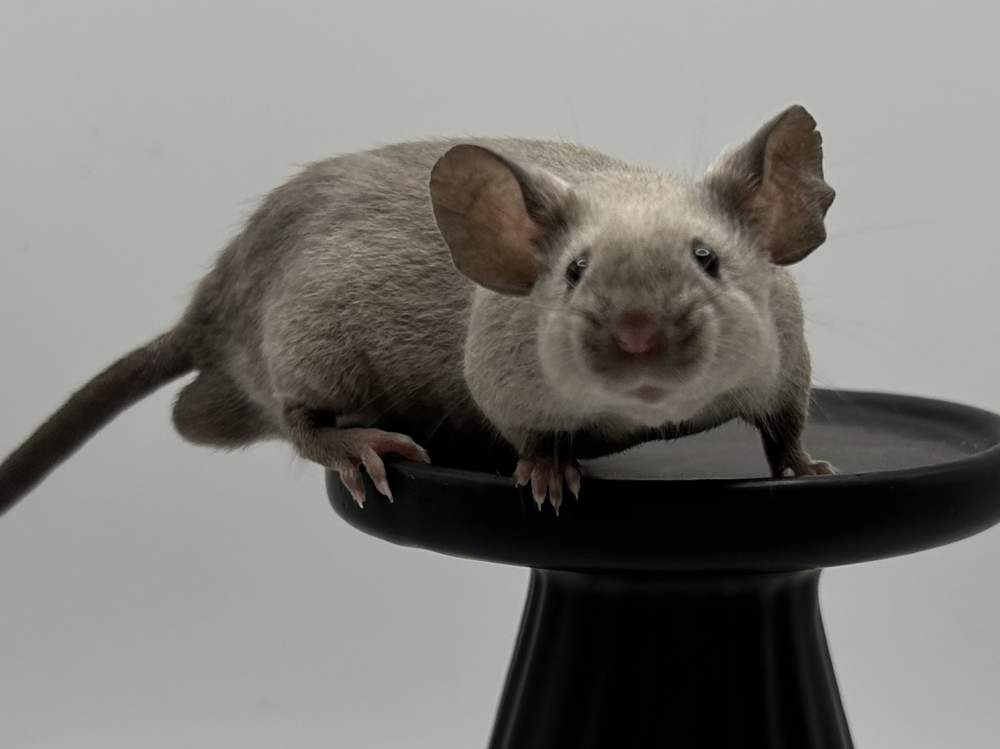 Fancy mouse Show animal Mus musculus 