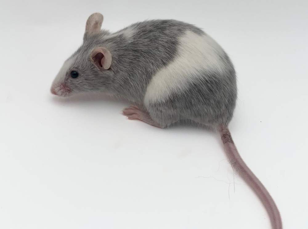 Fancy mouse Breeder Mus musculus 