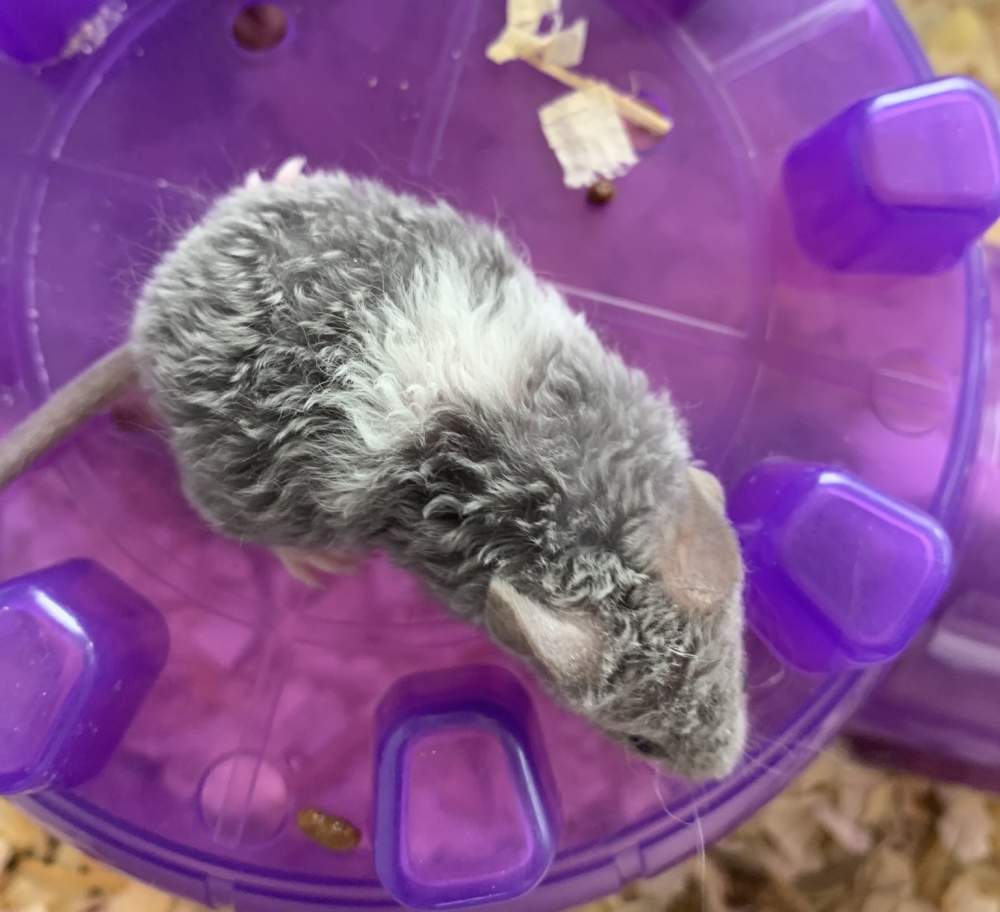 Fancy mouse Pet only Mus musculus 