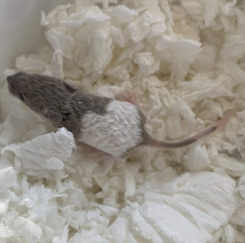 Fancy mouse Pet only Mus musculus 