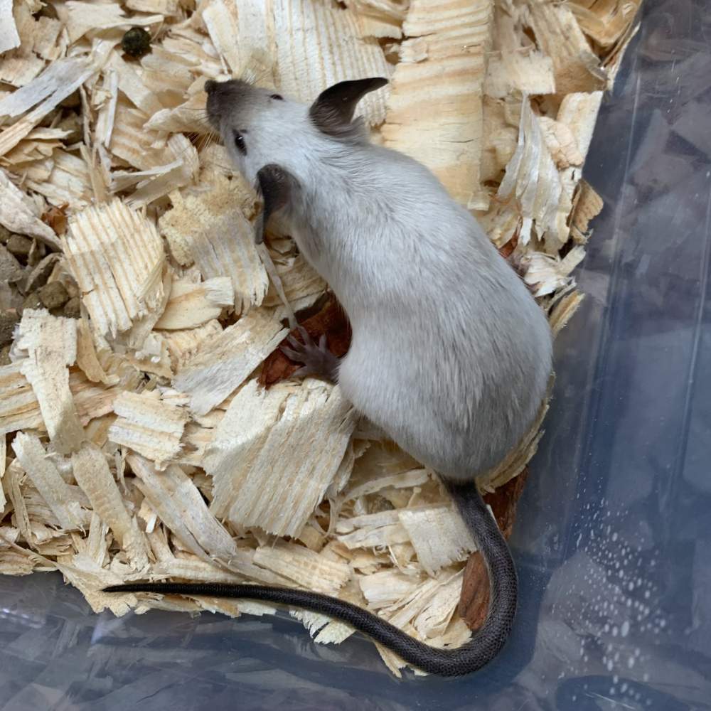 Fancy mouse Show animal Mus musculus 