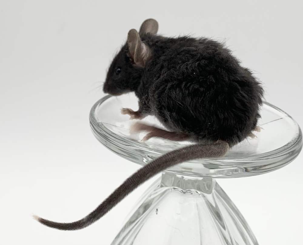 Fancy mouse Retired Mus musculus 
