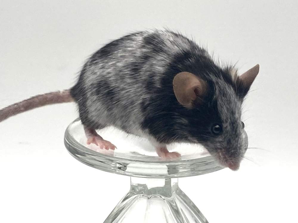 Fancy mouse Breeder Mus musculus 