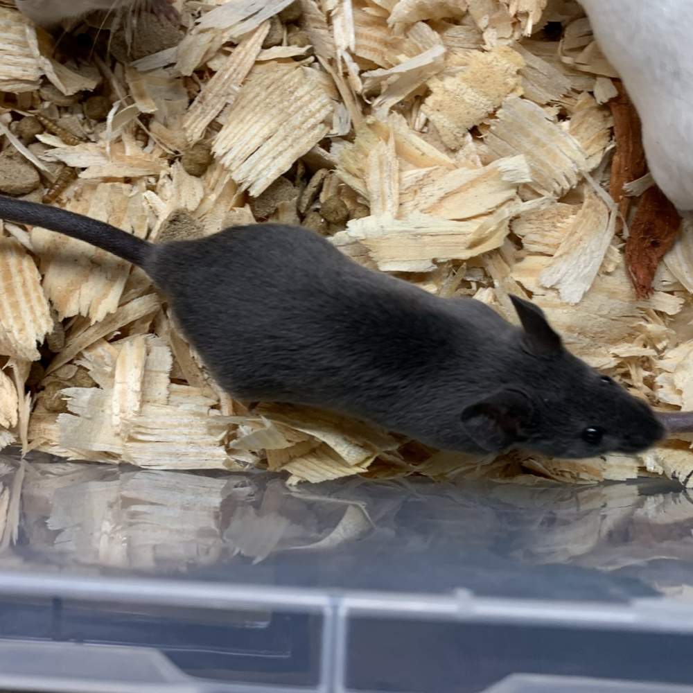 Fancy mouse Show animal Mus musculus 