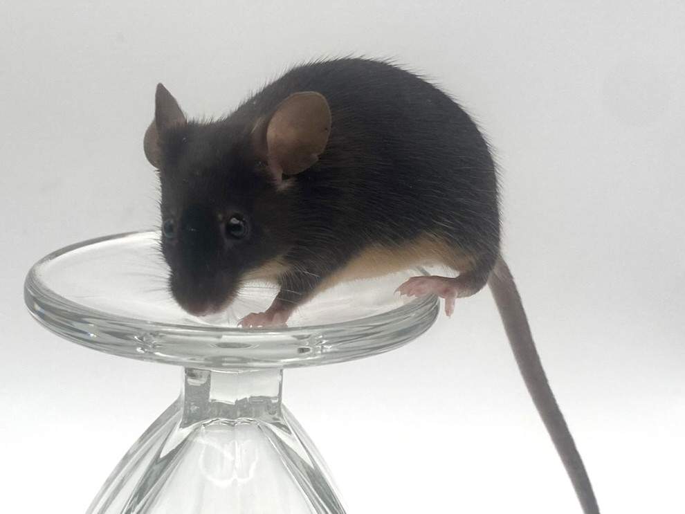 Fancy mouse Breeder Mus musculus 