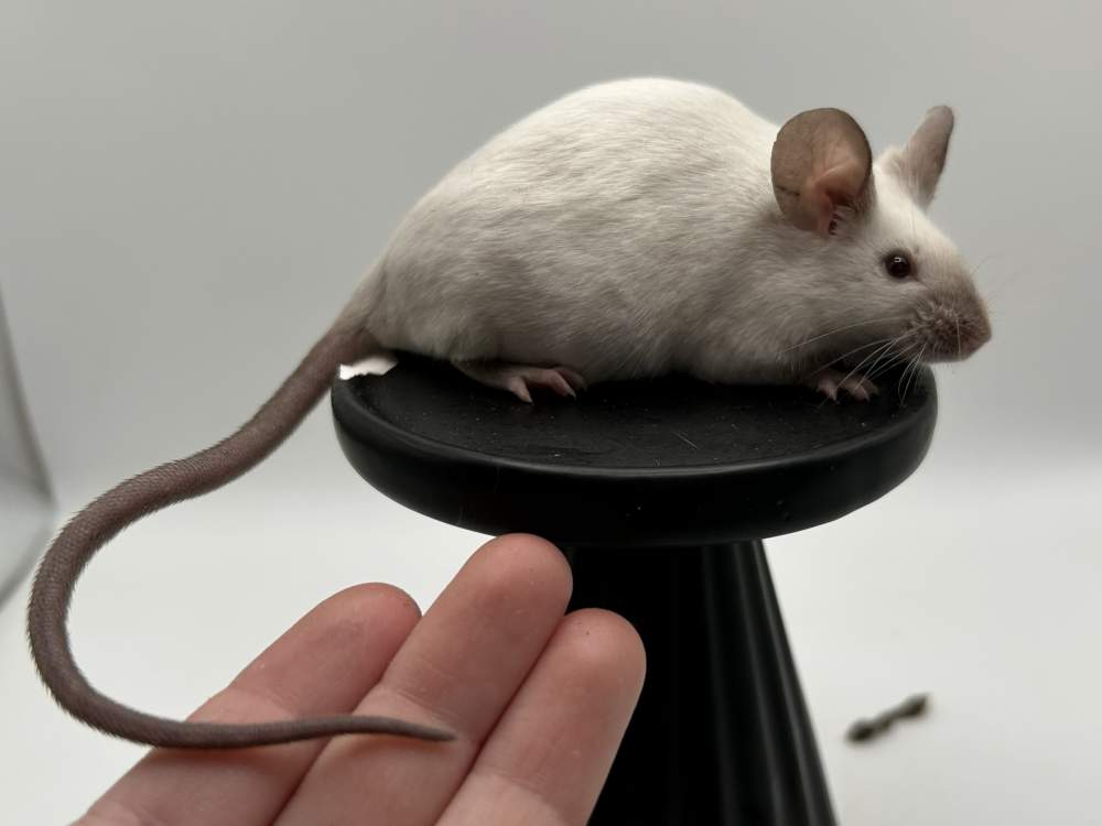 Fancy mouse Show animal Mus musculus 