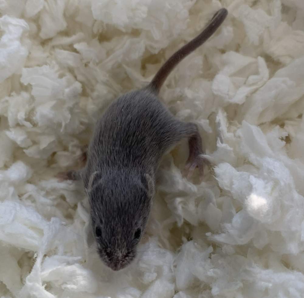 Fancy mouse Pet only Mus musculus 